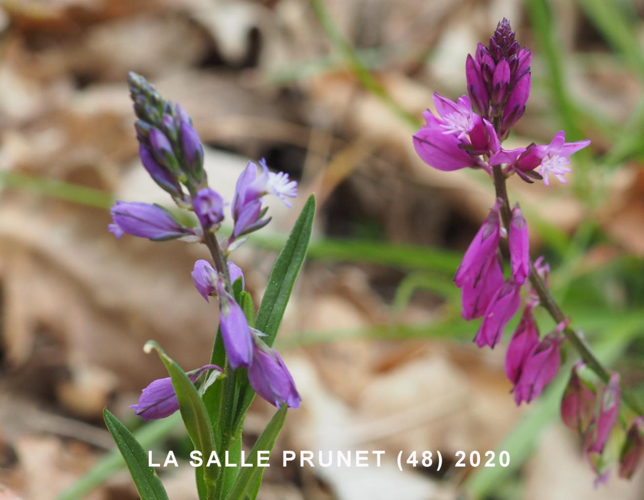 Milkwort, Common